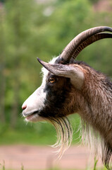 portrait of a goat