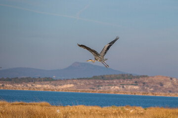 Fototapeta na wymiar Flamingos, pelicans and other birds in gediz delta
