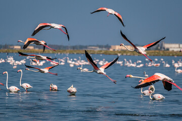 Flamingos, pelicans and other birds in gediz delta