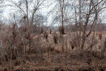 Witches' Broom Deformed Growths On Woody Plants
