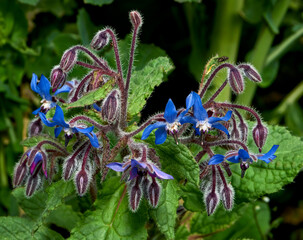 Macro nature image