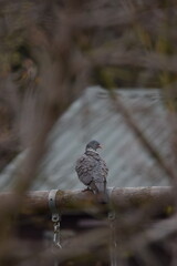 Autumn Pigeon