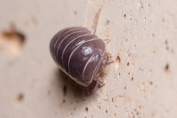 Roly poly bug, Armadillidium vulgare, walking on a concrete wall under the sun