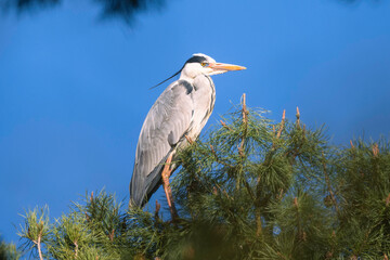 Gray heron