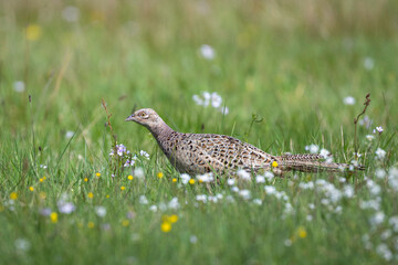 Pheasant - female