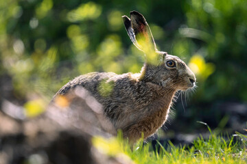 European hare