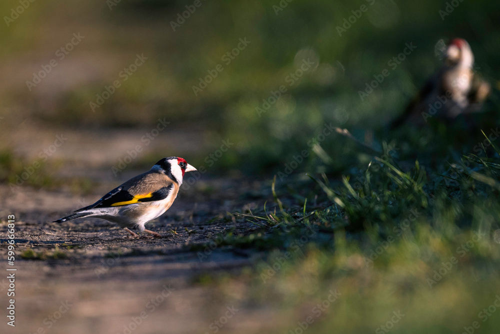 Wall mural Goldfinch