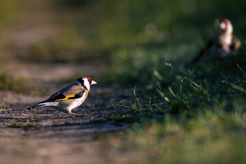 Goldfinch