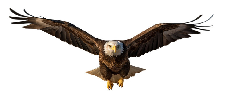 American Bald Eagle In Flight Isolated on a Transparent Background - Generative AI Transparent PNG.