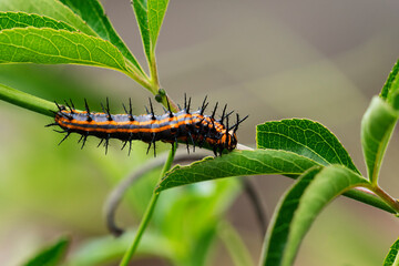 orange and black gulf fritillary caterpillar on its host plant, passionflower