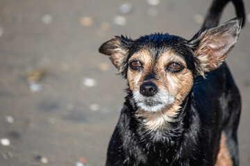 Terrier mix dog playing and swimming at the beach