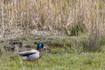 Mallard is a coastal bottom-grazing seabird and a wetland-associated bird species that belongs to the genus Anas in the tribus grass duck.,At Grønjordssøen - Nature preserve,Denmark
Amager Vest