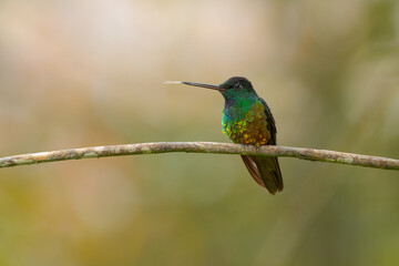 Fototapeta na wymiar golden hummingbird sticking out its tongue on a tree branch
