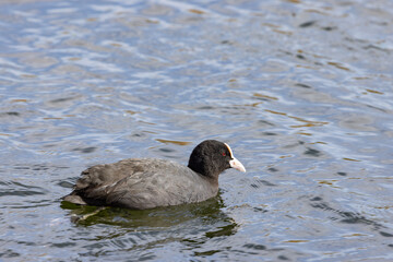 The Eurasian coot (Fulica atra), also known as the common coot, in king´s park,Nature...
