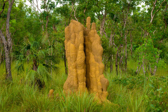 Magnetic termite (Amitermes meridionalis) mounds, Litchfield National Park,  Northern Territory, Australia