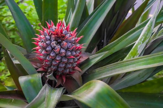 Close-up of a young pineapple growing in the field. Young pineapple on the tree. Pineapple fruit on the tree. Concept for agriculture, urban farming, home gardening, planting hobby, leisure activity.