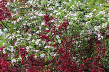 Beautiful pink cherry and purple quince flowers blooming in springtime, waving in breeze, New England, USA