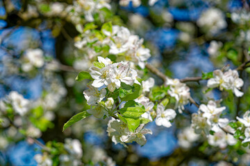Close-up of beautiful blossom of apple tree on a sunny spring day at City of Zürich district Schwamendingen. Photo taken May 4th, 2023, Zurich, Switzerland.