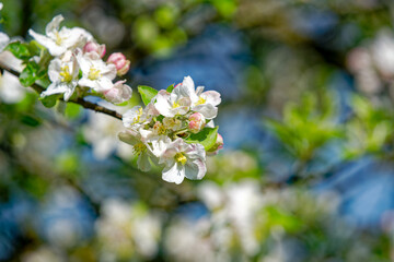 Close-up of beautiful blossom of apple tree on a sunny spring day at City of Zürich district Schwamendingen. Photo taken May 4th, 2023, Zurich, Switzerland.