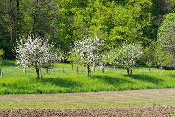 Scenic view of agriculture field with vegetables and orchard at City of Zürich district Schwamendingen on a sunny spring day. Photo taken May 4th, 2023, Zurich, Switzerland.