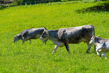 Gray horned cattle on meadow at City of Zürich district Schwamendingen on a sunny spring day. Photo taken May 4th, 2023, Zurich, Switzerland.