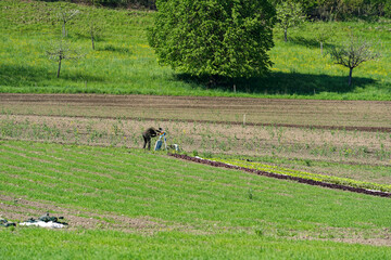 Scenic view of agriculture field with vegetables and gamekeeper checking bird scare machine at City...