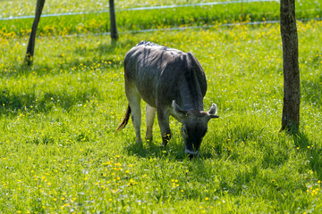 Gray horned cattle grazing on meadow at City of Zürich district Schwamendingen on a sunny spring day. Photo taken May 4th, 2023, Zurich, Switzerland.