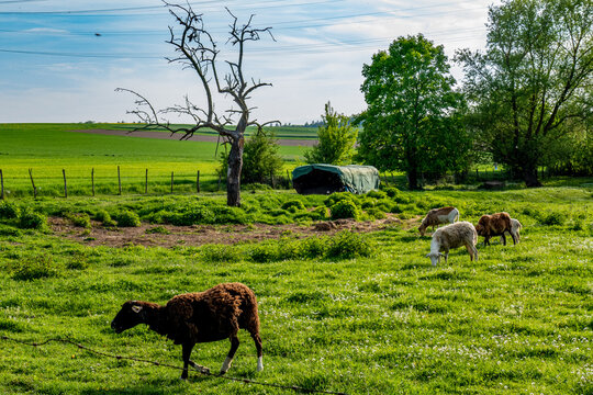 Sheep-Rearing Bilder – Durchsuchen 19,236 Archivfotos, Vektorgrafiken ...