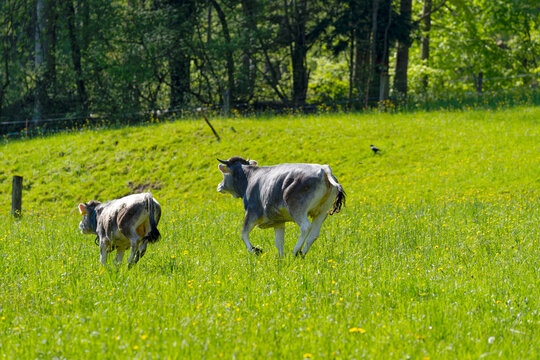 Gray horned cattle on meadow at City of Zürich district Schwamendingen on a sunny spring day. Photo taken May 4th, 2023, Zurich, Switzerland.