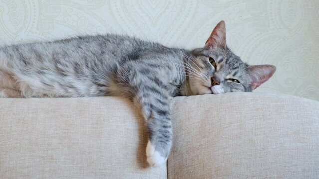 This adult pet cat reclines on the sofa, basking in the warmth of the sun shining through the window. A senior feline companion can be found lounging on the back sofa in the living room.