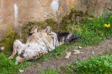 The brindle hyena lies in a meadow. There is grass around it.
