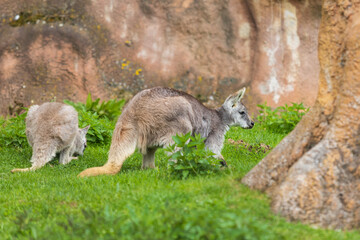 Beautiful little kangaroo on a green meadow