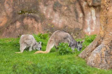 Obraz premium Beautiful little kangaroo on a green meadow