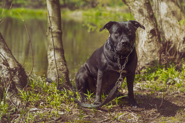 Czarny duży pies siedzi przy drzewie na brzegu jeziora.
