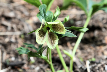 Lenten Rose