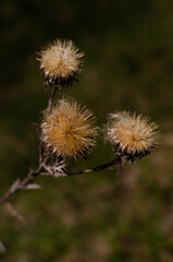 thistle flower in spring