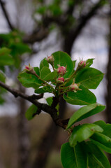 Obraz premium apple tree flower