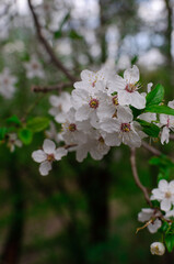 tree flowers
