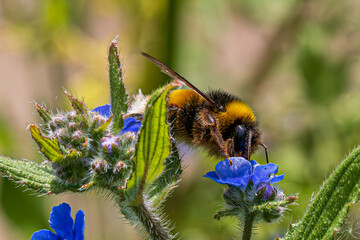 bee on a flower