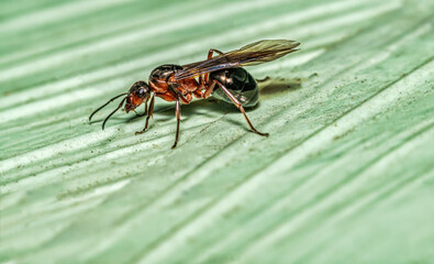 macro of an queen ant with wings against light green background.