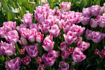 Fototapeta premium Closeup of groups of tulips at tulip fields near Woodburn, Oregon