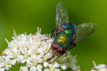 fly on leaf