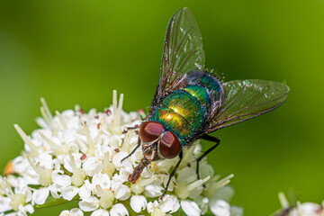 fly on leaf