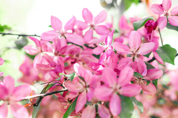 Flowering branches of paradise apple tree. Fruit tree. Photo of nature.