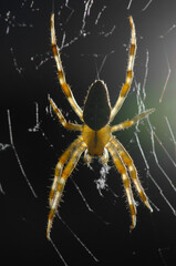 Spider