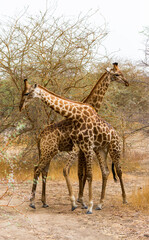 Giraffe couples in natural habitat