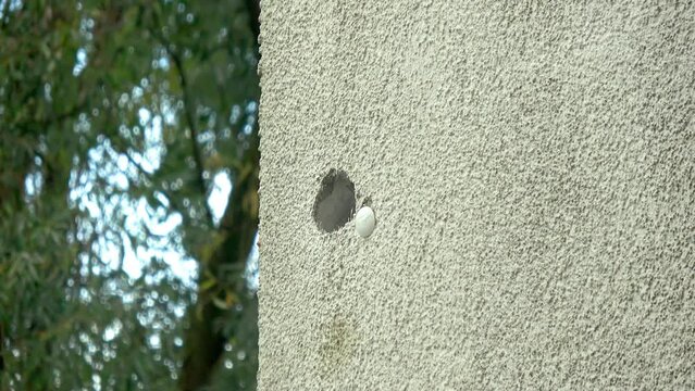 eine Blaumeise baut eine H&ouml;hle in H&auml;userfassade
