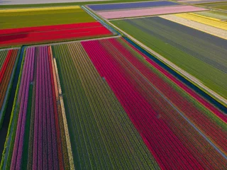 Fotobehang Panoramic landscape of orange beautiful blooming tulip field in Holland Netherlands in spring with blue sky, illuminated by the sun - Drone shot of Tulpis flowers backgrund banner panorama © Karl Allen Lugmayer