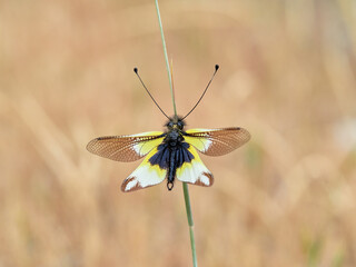 Net-winged insect belonging to the family Ascalaphidae. Libelloides baeticus