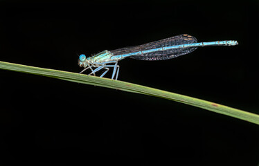 close up view of a white-legged damselfly - Platycnemis pennipes - sitting o a blade of reed